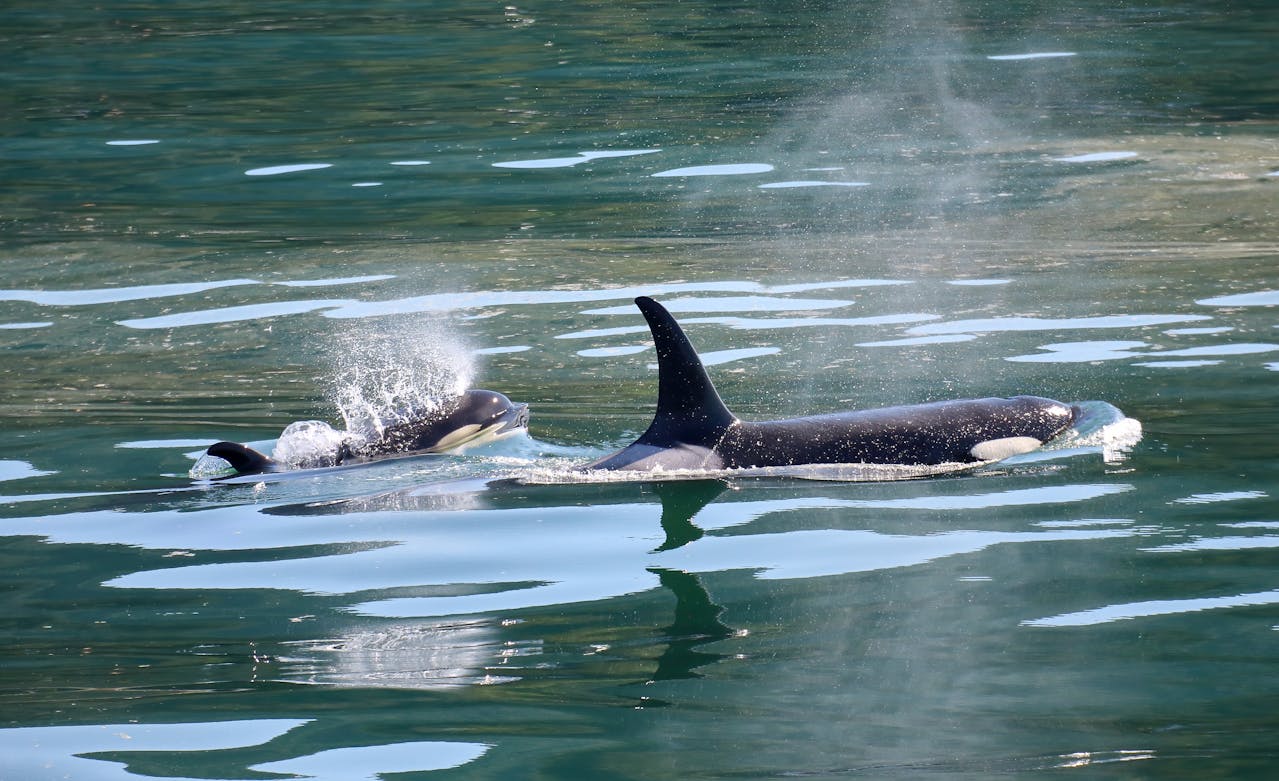 Best Time to Visit Alaska Orca