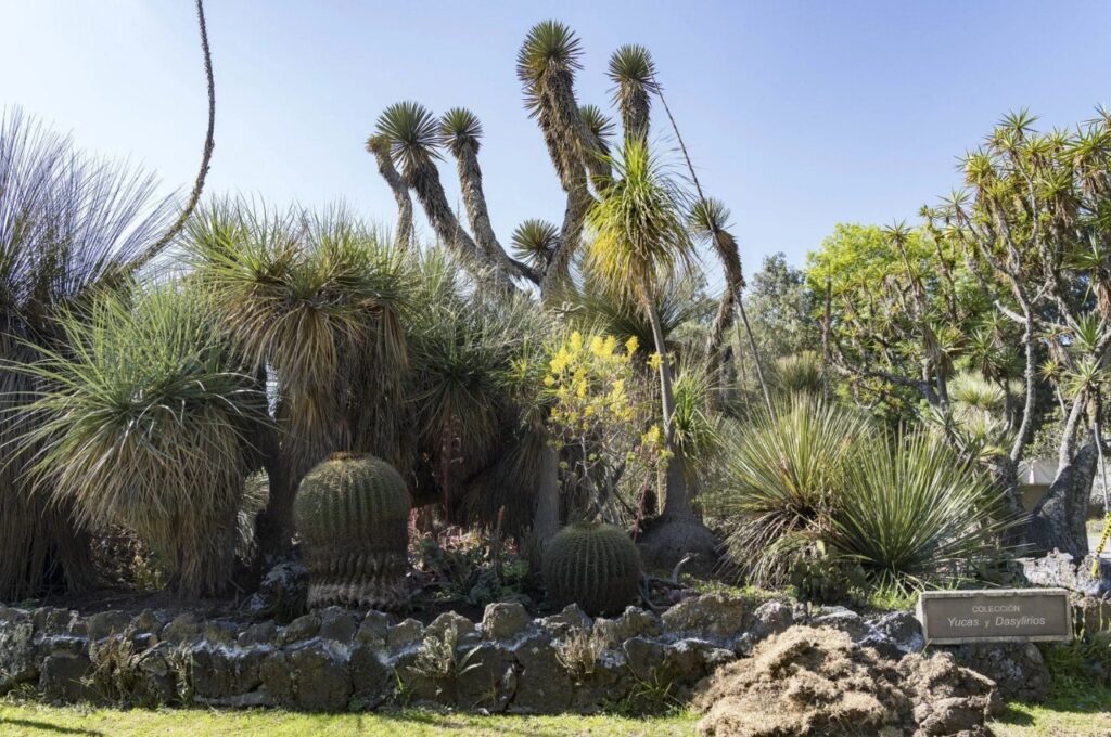 Best Things to Do in Mexico City - UNAM Botanical Garden